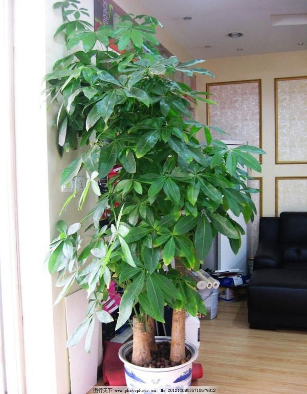 11種“富貴花”，適合養在客廳，好看又好養，養人又吉祥