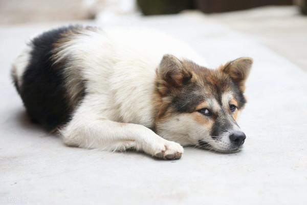 家庭養什麼狗最乾淨？