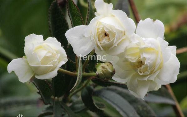 飄香四溢-----木香花