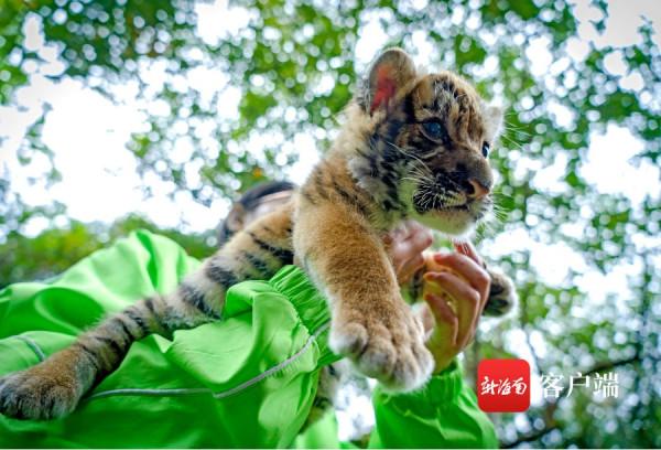 被可愛到了！海南“萌虎”出動鬧元宵