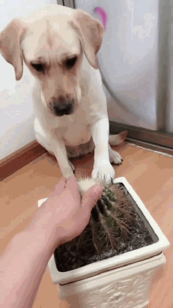 這5種狗壽命很“短”,不能陪你很久,你還會考慮養嗎? 這5種狗壽命很“短”,不能陪你很久,你還會考慮養嗎?