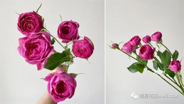 丁香泡泡多頭玫瑰 · 幾度春深豆蔻梢