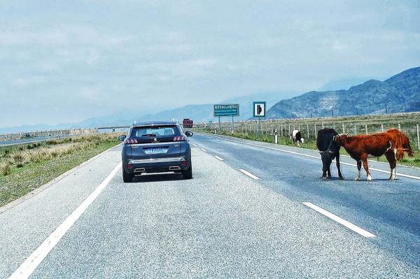 全新標緻4008環青海長測Day1：西寧開始遊記，今天目的地茶卡鎮！