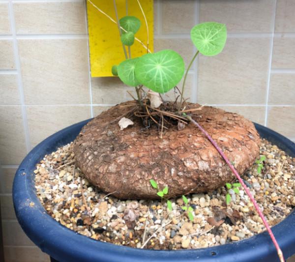 &OpenCurlyDoubleQuote;手賤&rdquo;甭養花！即使皮實如長壽花，一樣會養死