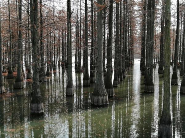 六合池杉湖溼地公園