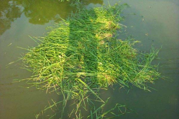 學會這三個方法找草魚，一次至少能釣上二十條