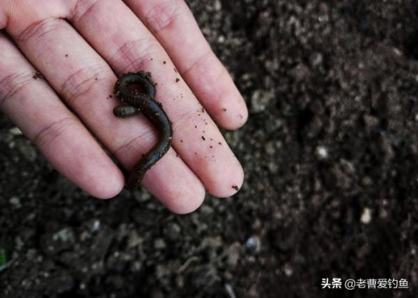 ​民間高手、釣魚大師，都在用的“絕密”魚餌新增劑配方