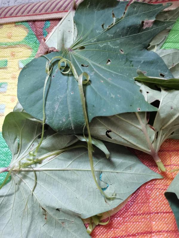 教你用老番薯葉做菜 教你用老番薯葉做菜