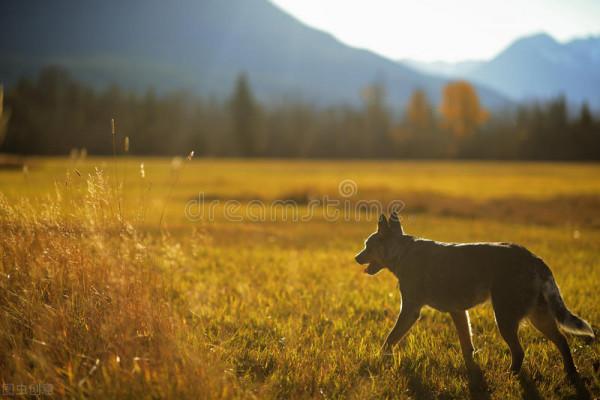 我就是我,趣談世界名犬,你知道它嗎(完結篇) 我就是我,趣談世界名犬,你知道它嗎(完結篇)