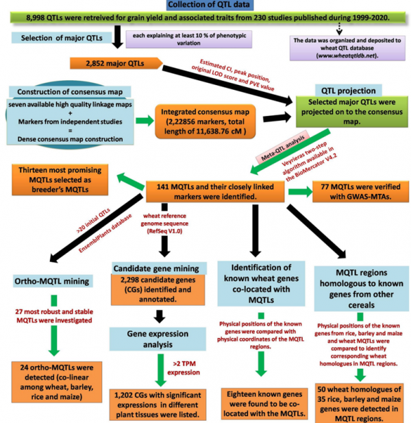 原創解讀 &vert;TAG小麥產量相關性狀遺傳位點的Meta分析