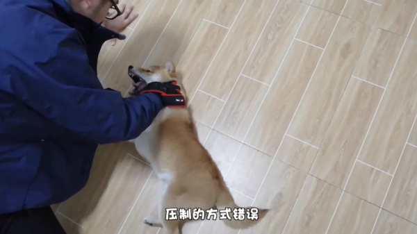 把狗用力量壓制住不是一個絕招,並非所有情況都適合用這個操作 把狗用力量壓制住不是一個絕招,並非所有情況都適合用這個操作