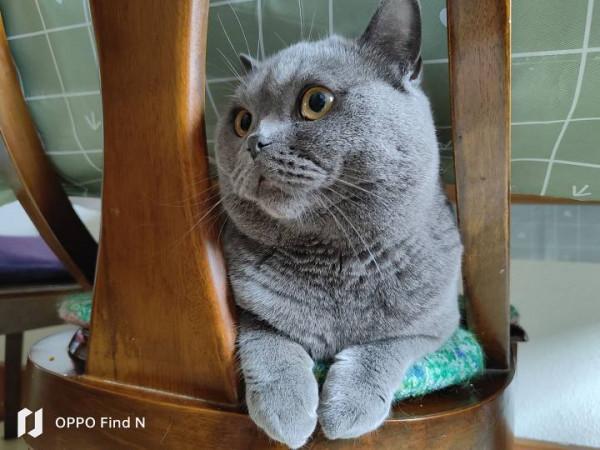 OPPO Find N的個人深度體驗報告