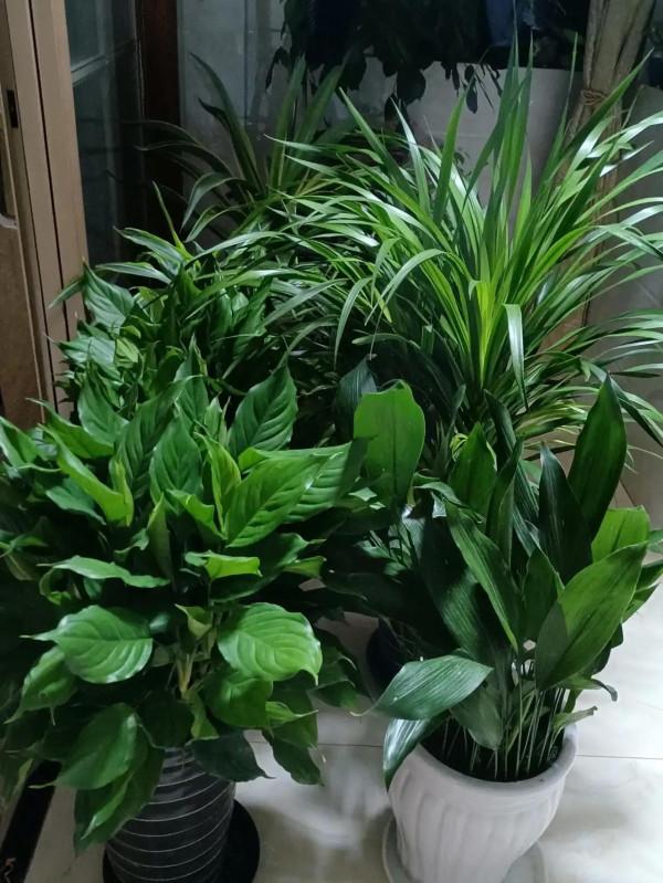 養了這多綠植,覺得打理好費時間,學會放棄才是得到幸福的途徑 養了這多綠植,覺得打理好費時間,學會放棄才是得到幸福的途徑