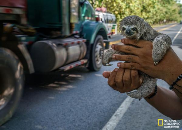 溫順的樹懶是如何成為&OpenCurlyDoubleQuote;明星寵物&rdquo;的？