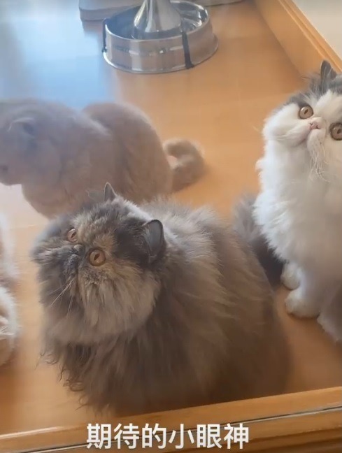 何超蓮曬豪宅錦鯉，每條價值超過4萬元，劉嘉玲也養了很多條