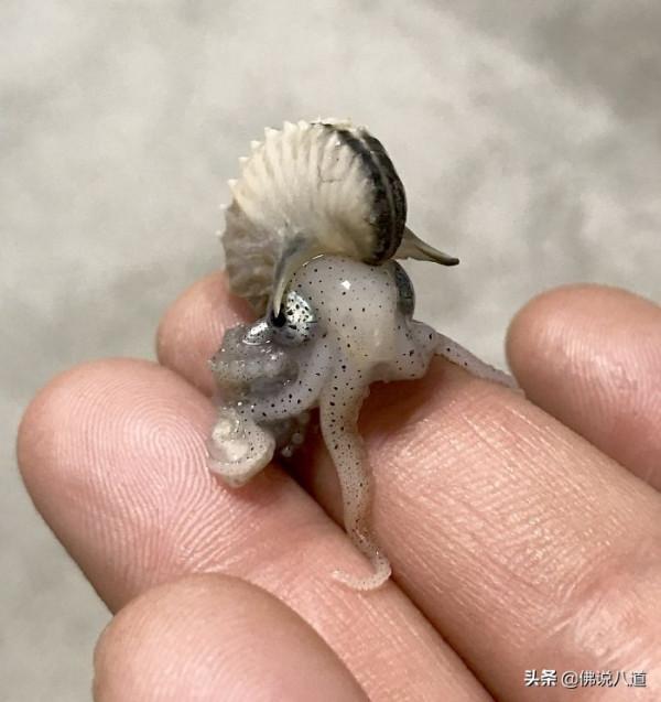 又想騙我養只萌寵：被惹毛的鱷魚，好凶