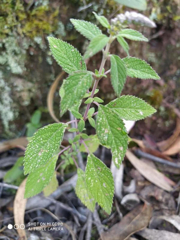 帶你走進茶的世界 帶你走進茶的世界
