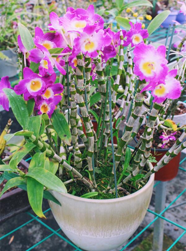 10種“喜陰花”，好養又漂亮，光線不好養一盆，北陽臺也能美美噠