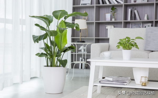 這幾種大型植物擺在家裡，高檔雅緻，朋友都恨不得搬回家