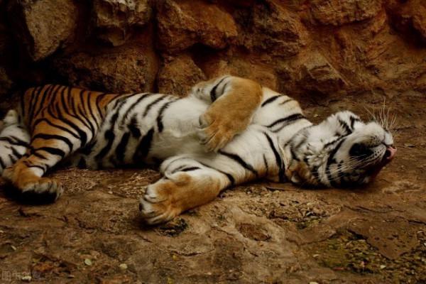 遙想：最後一隻華南虎在羅霄山脈中絕望地嘆息一聲，閉上眼睛