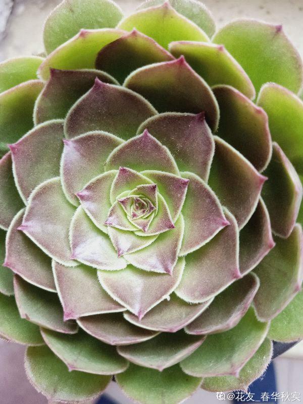 人氣超高的多肉，養過了，才知道為啥迷人