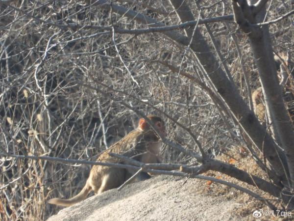 這是什麼猴啊，是野生的還是逃逸的？​​​