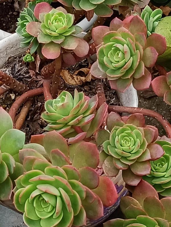 紅紅火火過年的肉肉