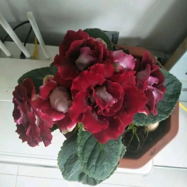 這5種葉子,現在可扦插,生根快成活率高,30天收穫滿滿一陽臺 這5種葉子,現在可扦插,生根快成活率高,30天收穫滿滿一陽臺