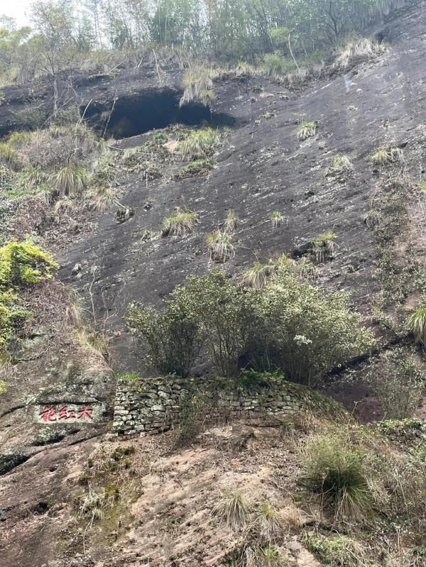 小姐姐們一起走進武夷山正巖茶產區