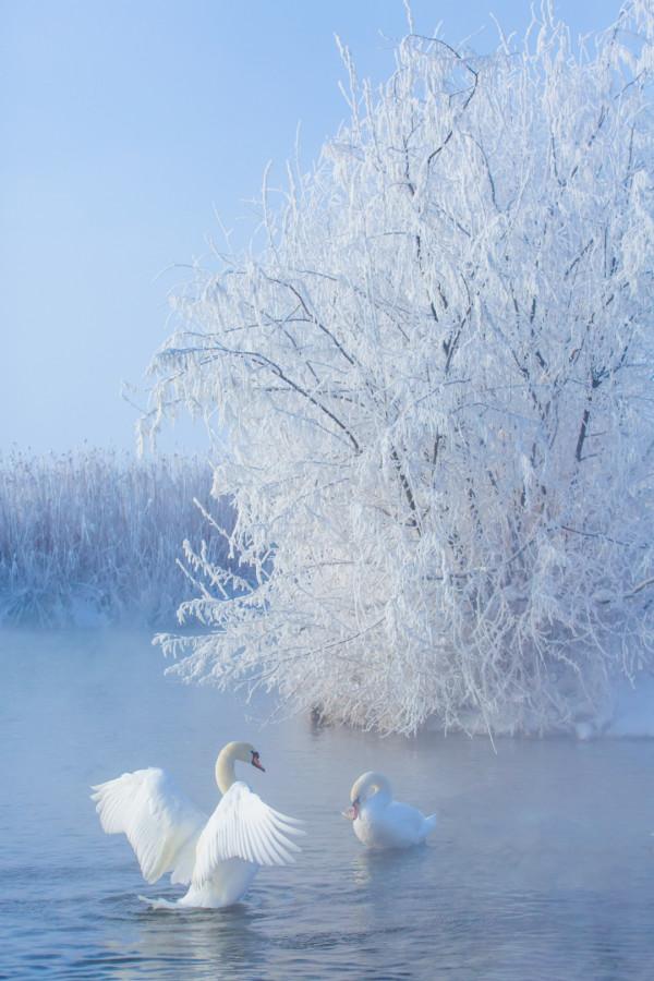 多少人的夢想!湖南姑娘用5年,在新疆禾木打造了個絕美花園 多少人的夢想!湖南姑娘用5年,在新疆禾木打造了個絕美花園