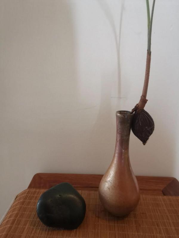 撿到種子,網友問是什麼?把過去培育的照片發一發 撿到種子,網友問是什麼?把過去培育的照片發一發