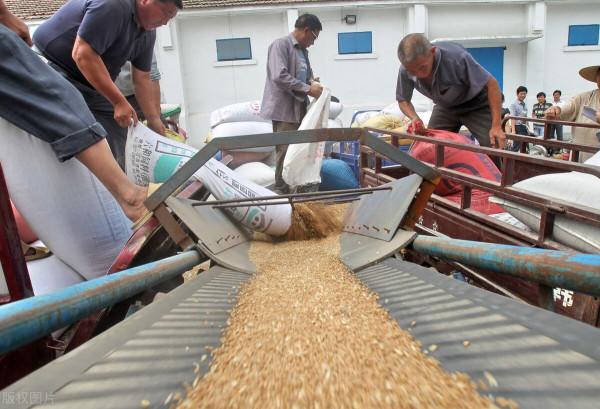 2月19日小麥：漲！漲不停！今日新動態