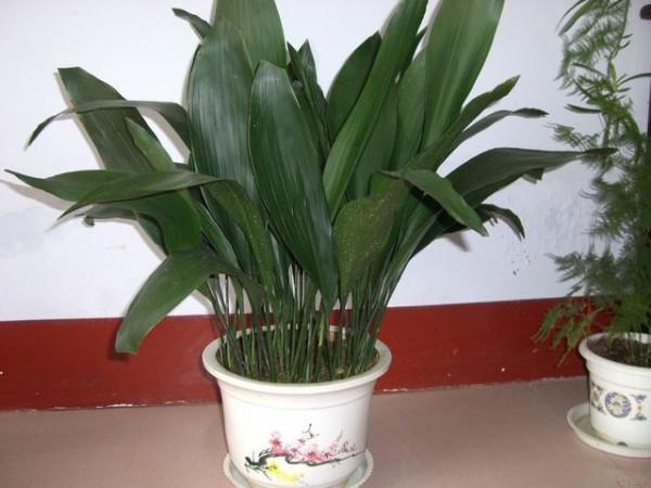 衛生間潮溼有異味，養上5種&OpenCurlyDoubleQuote;吸味花&rdquo;，祛溼除味還能&OpenCurlyDoubleQuote;滅菌&rdquo;