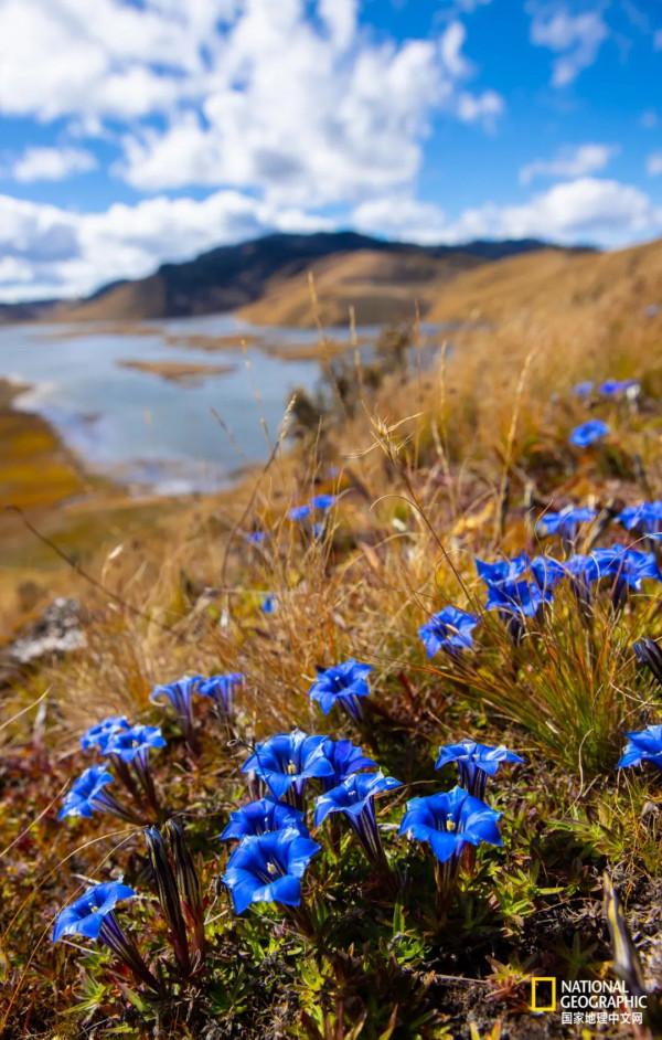 怒放的木裡，美到不真實