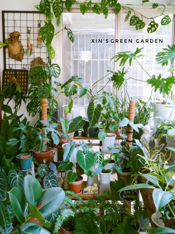 沒有花園怎麼種花？從東北到廣東，4位大神在室內種出植物園