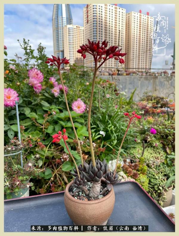 正是花好月圓時，再訪楊姐的屋頂花園