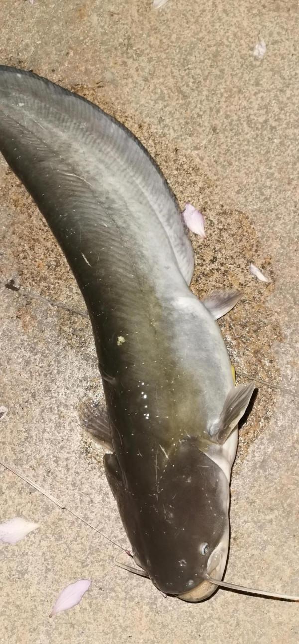 4月8日，守大貨成功