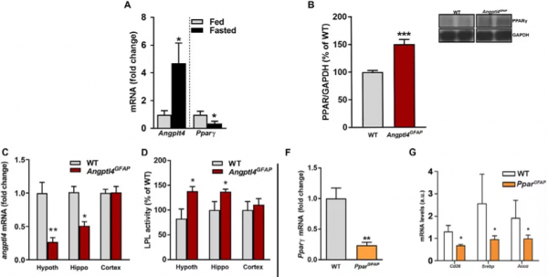 為啥有人怎麼吃都不胖?來自耶魯的答案:原因可能藏在大腦裡 為啥有人怎麼吃都不胖?來自耶魯的答案:原因可能藏在大腦裡