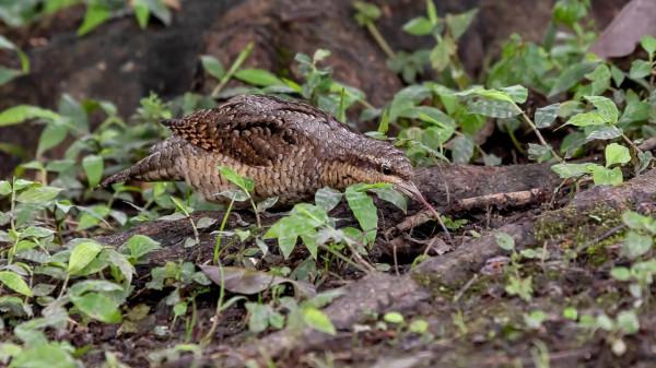 舌尖上的蟻鴷鳥