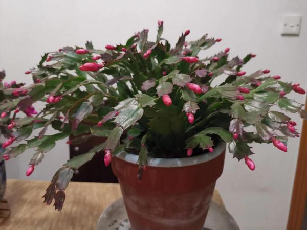 蟹爪蘭花開同樣值得讚美