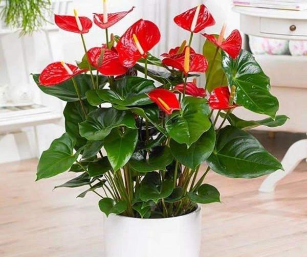 八種“旺財花”，一曬就黃葉，放在“半陰地”反而長得旺