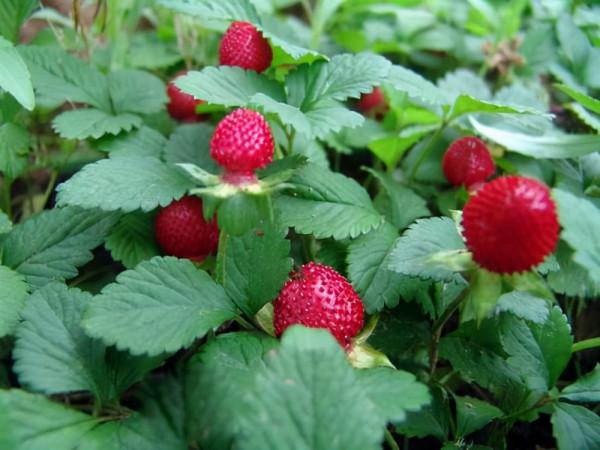 花卉養植：宿根花卉（多年生花卉）