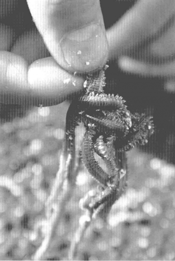 青沙蠶在日本譽為蟲餌之後，萬能中魚【日本專業海釣入門投釣書籍