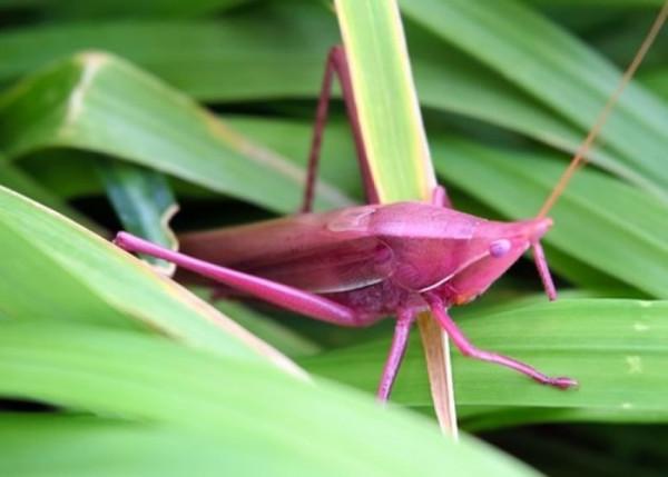 34張罕見動物照：烏龜衝上岸把鳥兒拖下水，山羊大口吞食小雞仔