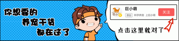 如果狗狗不幸在家中離世,主人該如何面對,妥善地處理愛犬的遺體 如果狗狗不幸在家中離世,主人該如何面對,妥善地處理愛犬的遺體