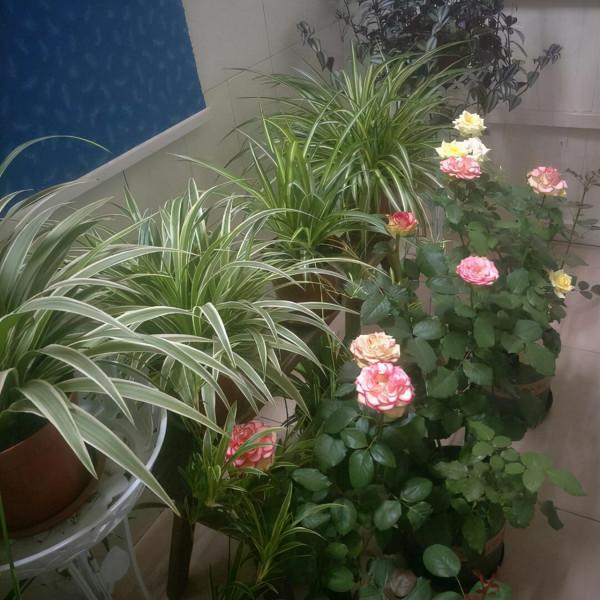 吊蘭，是“喜光”，還是“耐陰”？很多人都弄反了，難怪養不好