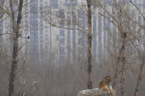 隆冬探訪東北虎