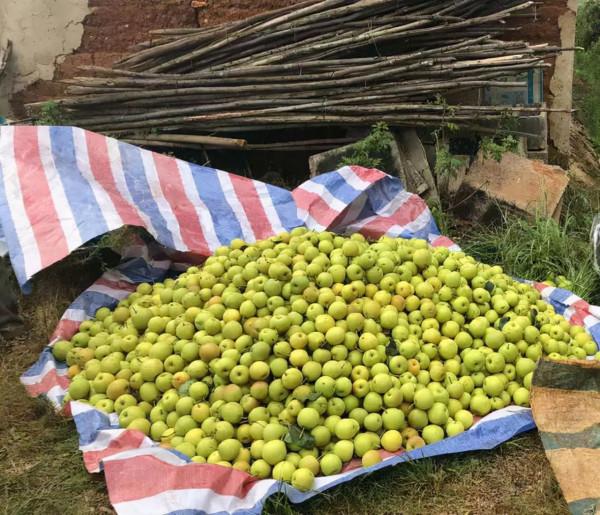 年產達363萬噸，價格不足同期50%，收購價4毛/斤，果農難以接受