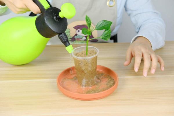 夜市15塊錢的花，怎麼儲存最長久，試試這五種小妙招