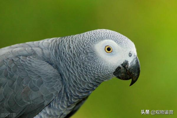 鸚鵡會說話,這也是它受歡迎的一大特色,哪種鸚鵡說話能力強 鸚鵡會說話,這也是它受歡迎的一大特色,哪種鸚鵡說話能力強